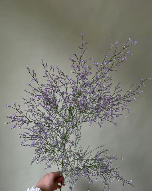 Limonium 情人草｜1 Bundle