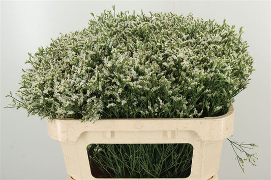 Limonium 水晶草｜1 Bundle