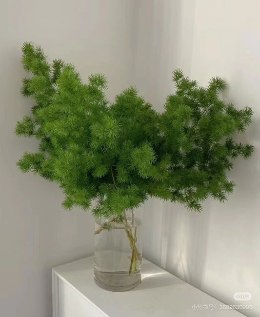 Ming Fern 蓬莱松｜1 Bundle