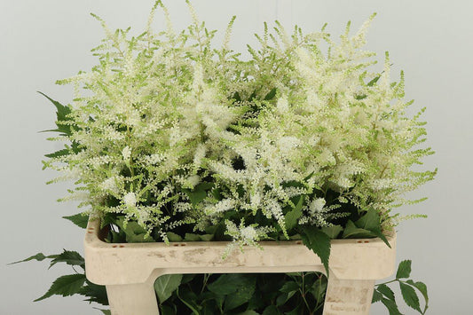 Astilbe 络新妇 White｜10 Stalks [Holland]