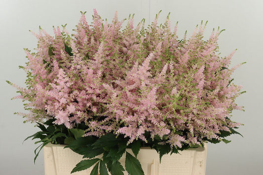 Astilbe 络新妇 Pink｜10 Stalks [Holland]