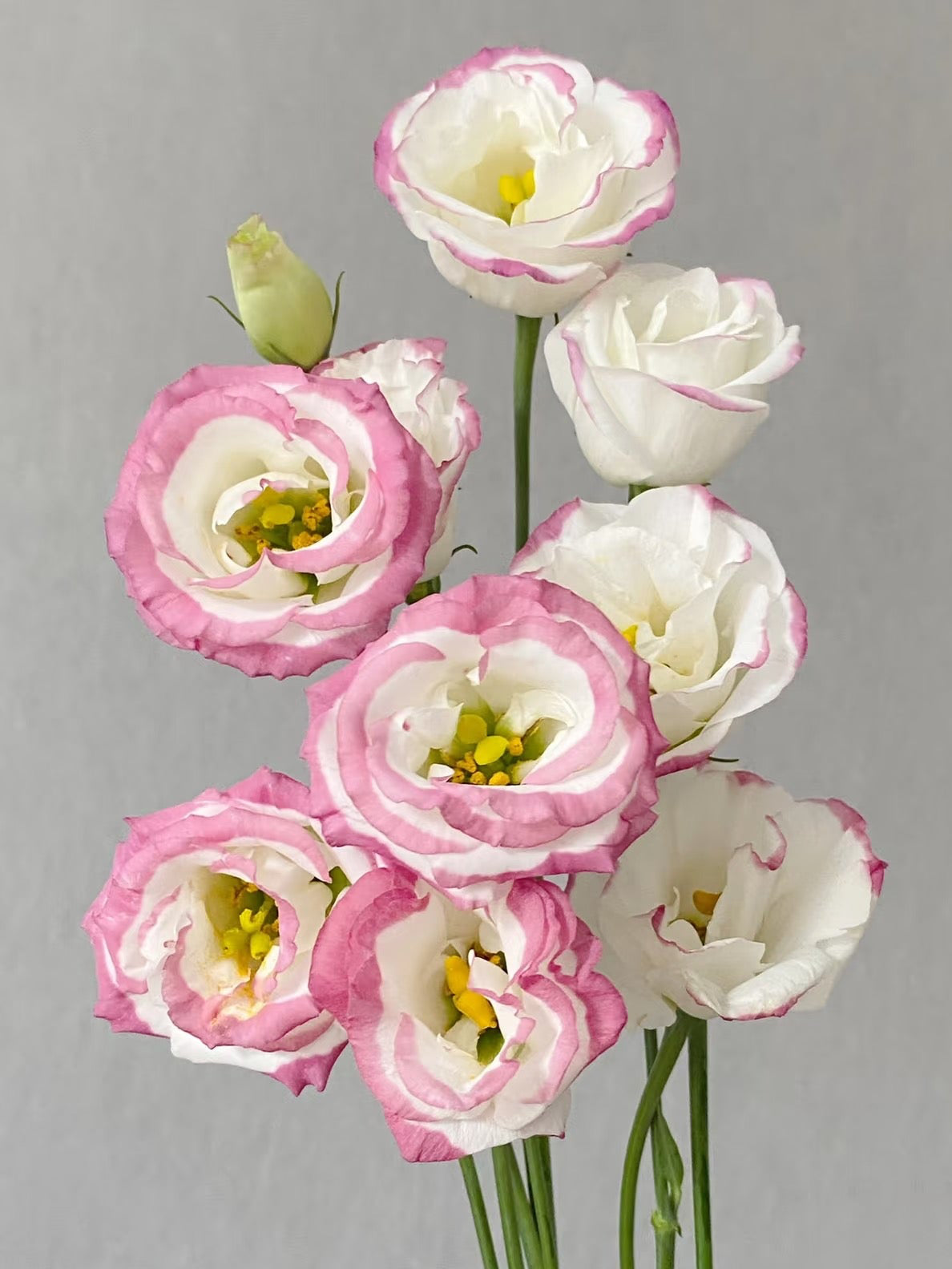 Eustoma 洋桔梗｜1 Bundle [CN]