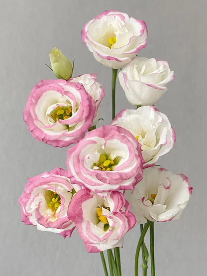 Eustoma 洋桔梗｜1 Bundle [CN]