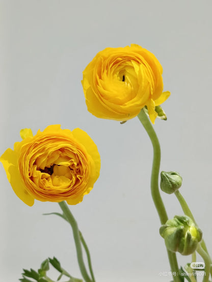 Ranunculus 洋牡丹｜5 Stalks [CN]