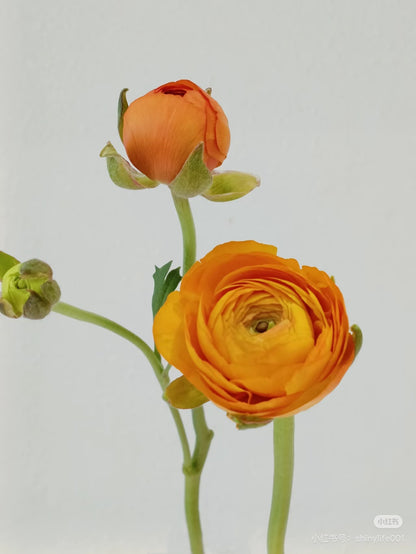 Ranunculus 洋牡丹｜5 Stalks [CN]
