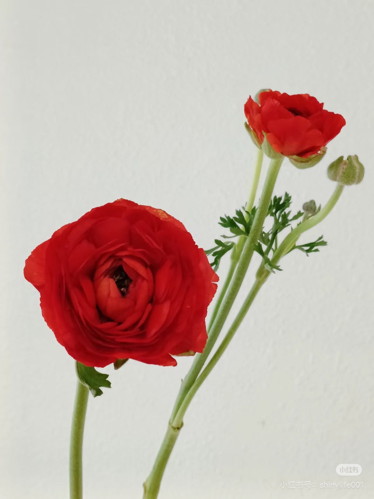 Ranunculus 洋牡丹｜5 Stalks [CN]