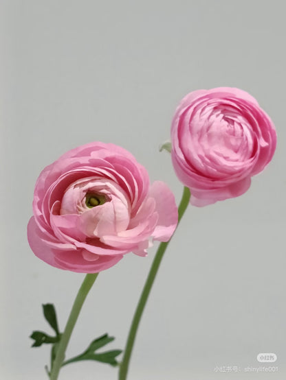 Ranunculus 洋牡丹｜5 Stalks [CN]