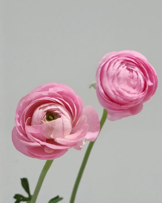 Ranunculus 洋牡丹｜5 Stalks [Holland]