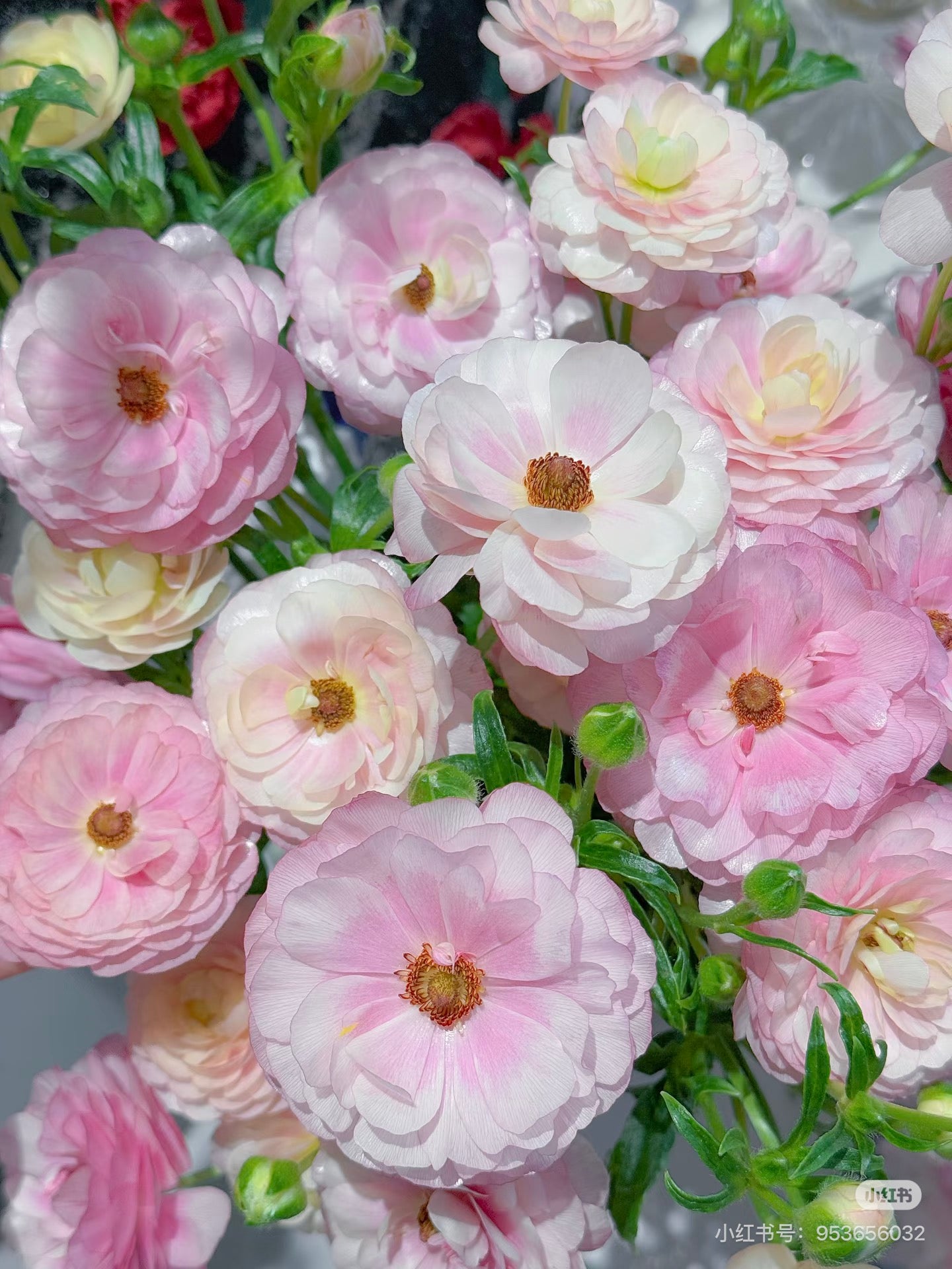 Ranunculus Butterfly 蝴蝶洋牡丹｜1 Bundle [CN]