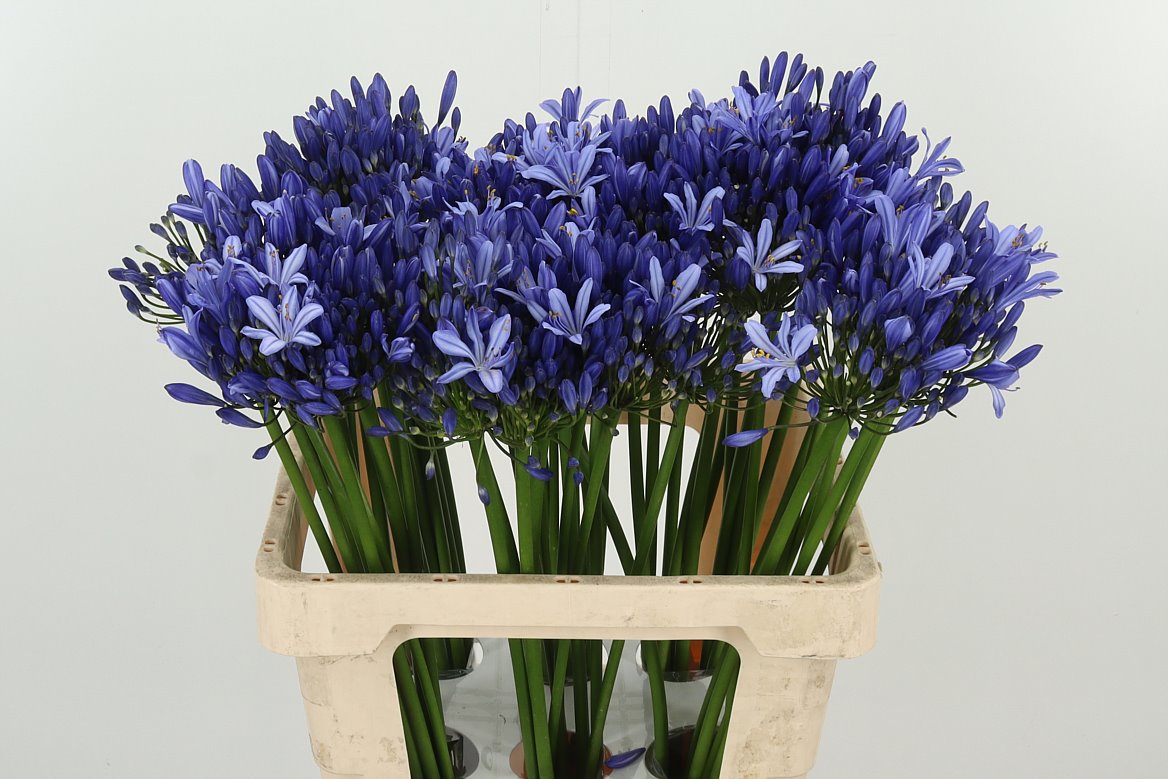 Agapanthus 百子莲 White｜10 Stalks [Holland]