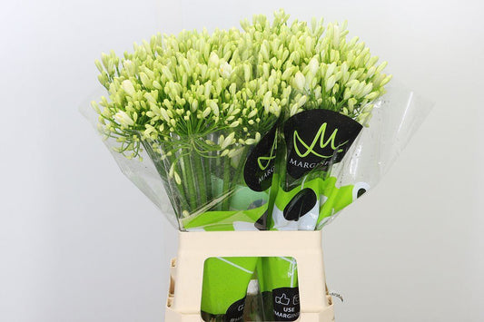 Agapanthus 百子莲 White｜10 Stalks [Holland]