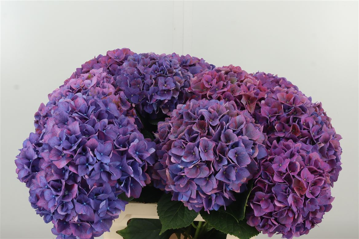 Hydrangea 绣球｜1 Stalk [Holland]