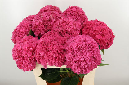 Hydrangea 绣球｜1 Stalk [Holland]