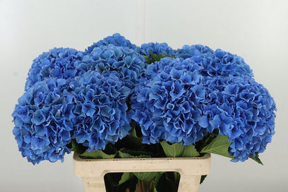 Hydrangea 绣球｜1 Stalk [Holland]
