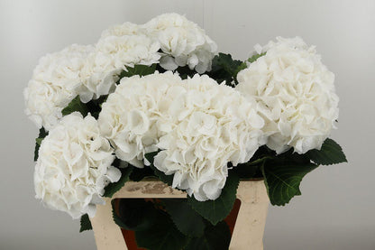 Hydrangea 绣球｜1 Stalk [Holland]