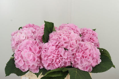 Hydrangea 绣球｜1 Stalk [Holland]