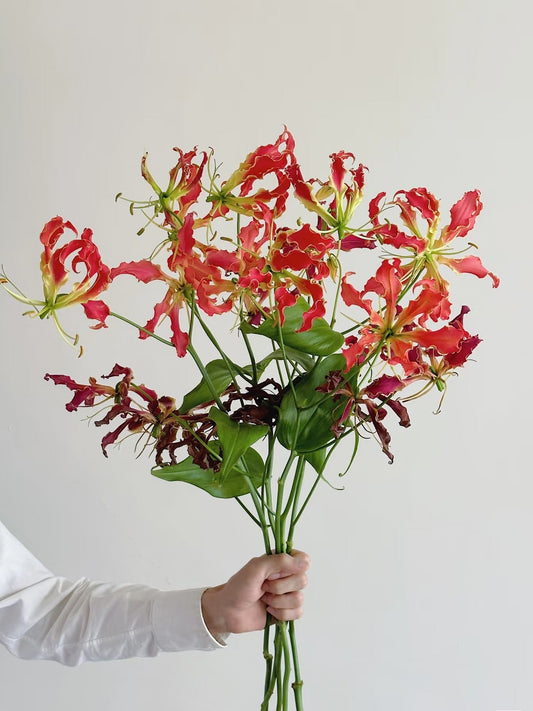 Gloriosa superba 日本嘉兰｜3 Stalks [Japan]