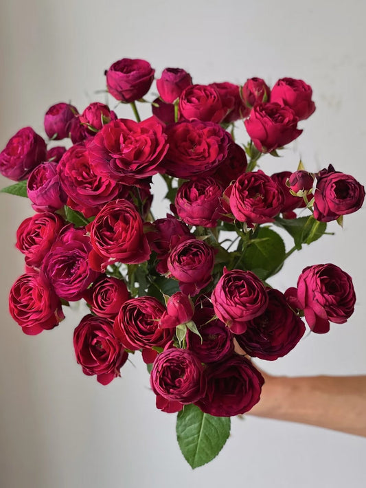 Red Lace 红蕾丝｜Spray Rose｜10 Stalks [CN]