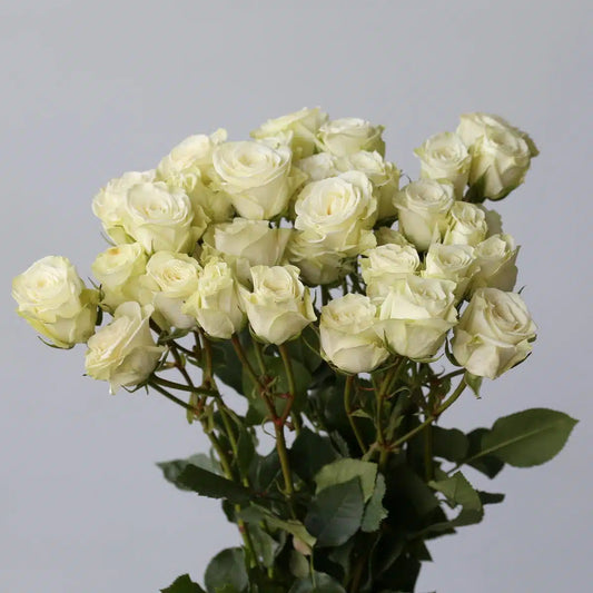 Floreana｜Spray Rose｜10 Stalks [CN]