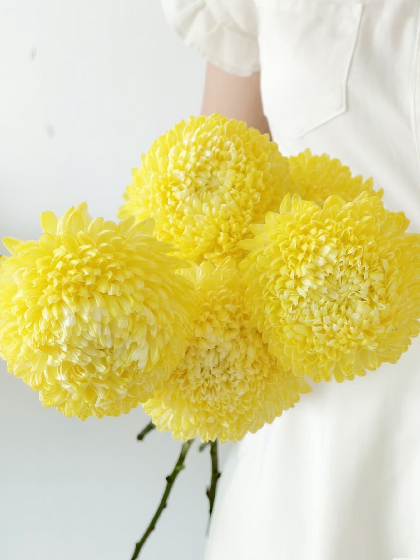 Chrysanthemum Dye Colour 牡丹菊｜5 Stalks [Malaysia]