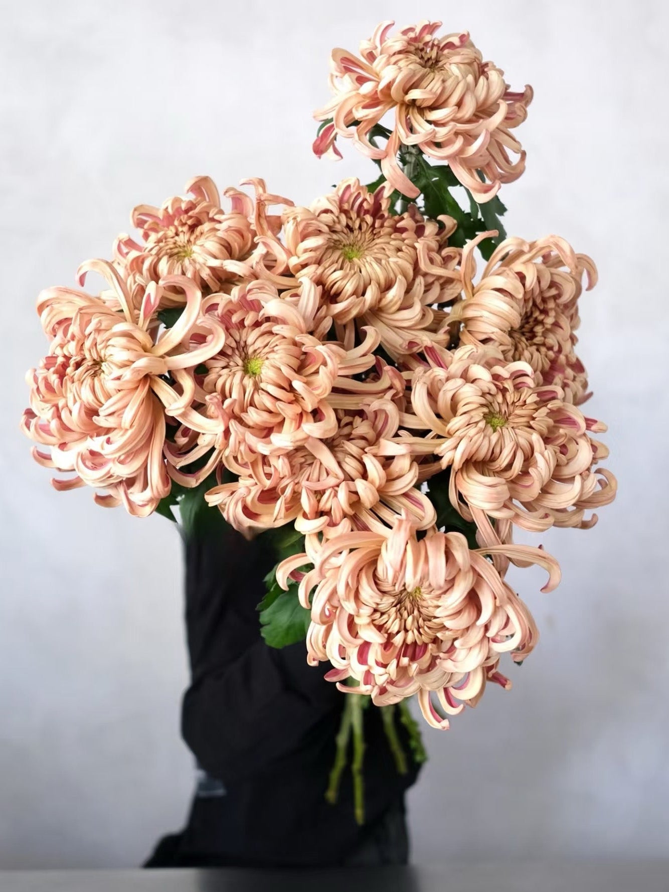 Chrysanthemum Vienna Copper 荷兰烟花菊 ｜5 Stalks [Holland]