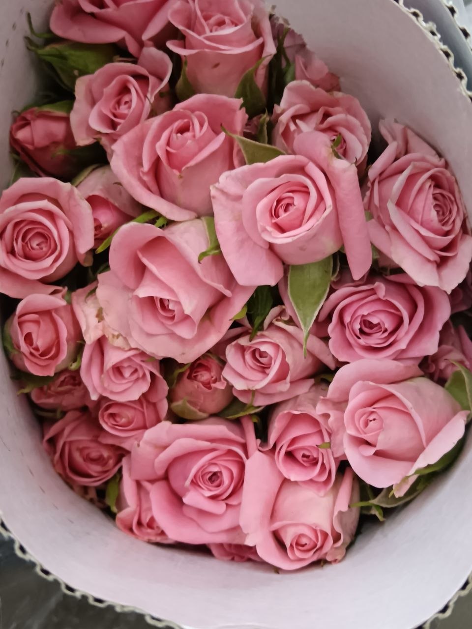 Princess Lulu 露露公主｜Spray Rose｜10 Stalks [CN]