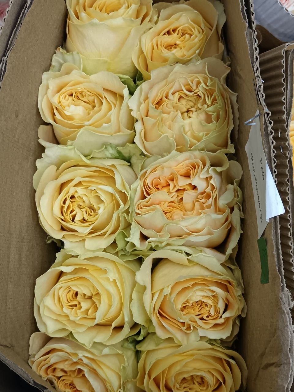 Turtle 苏塔菲｜Rose｜10 Stalks [Kenya]
