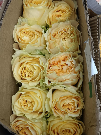 Turtle 苏塔菲｜Rose｜10 Stalks [Kenya]