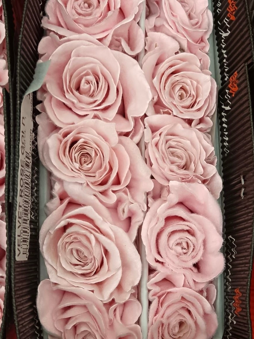 Ecuador Rose (Dyed)｜Velvet Rose Gold｜10 Stalks (Pre-order)