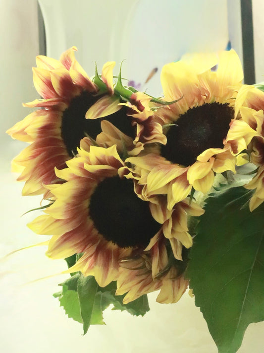 Sunflower Vintage｜5 Stalks [Malaysia]