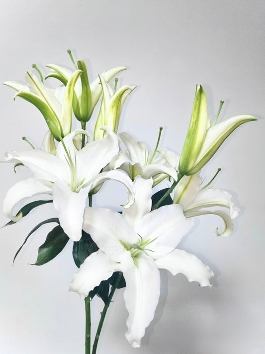 Lilies Siberia White ｜5 Stalks [CN]