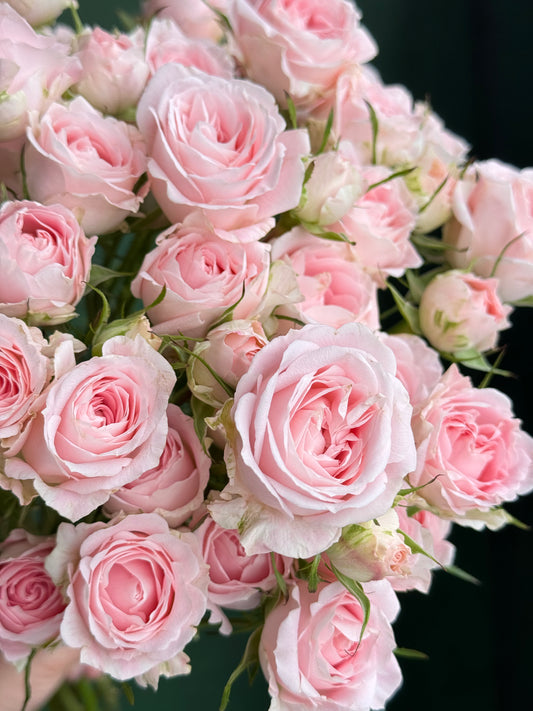 西妃｜Spray Rose ｜10 Stalks [CN]
