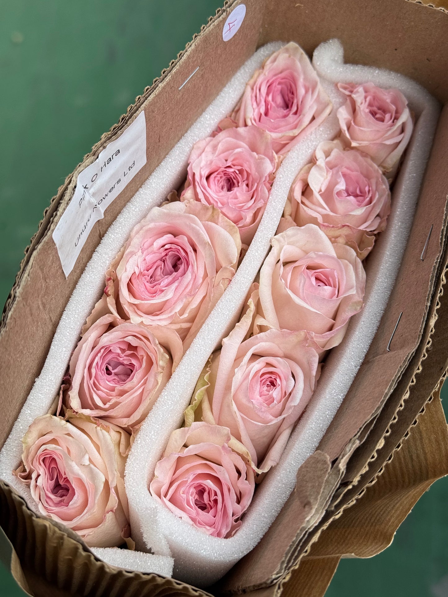 Ohara Pink｜Rose｜10 Stalks [Kenya]
