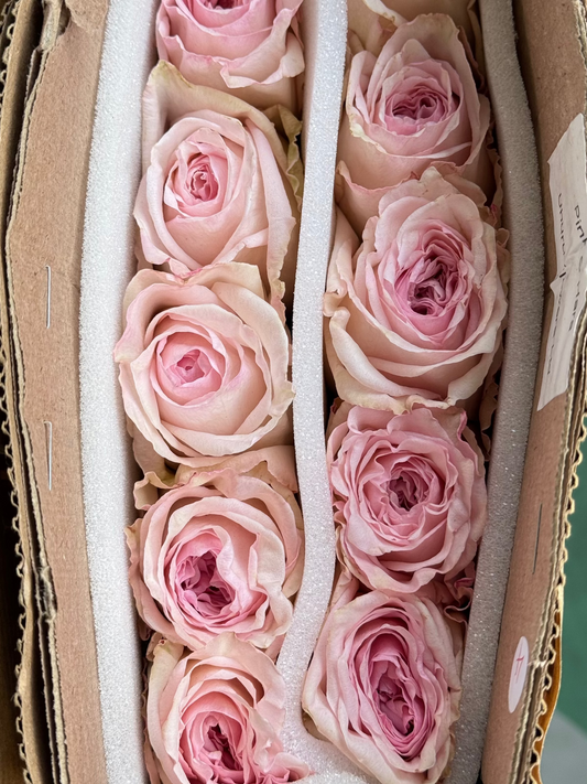 Ohara Pink｜Rose｜10 Stalks [Kenya]