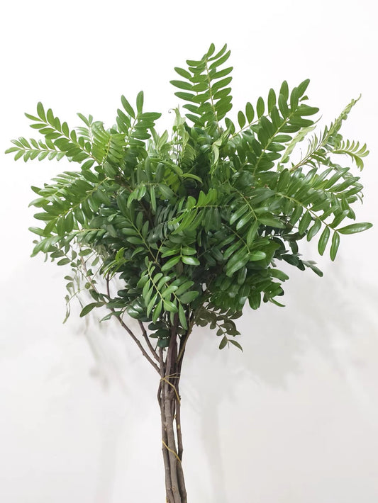 Aromatic Pistacia 清香木｜1 Bundle [CN]