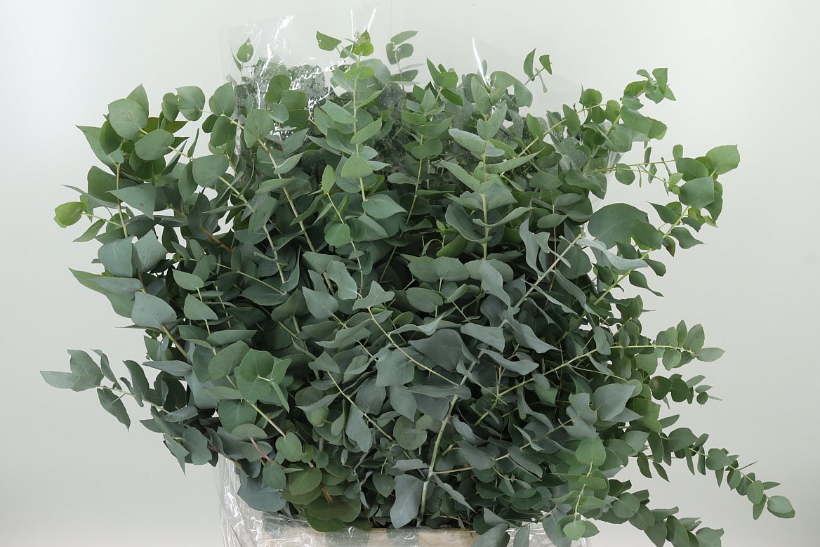 Eucalyptus Cinera 大叶尤加利 [CN]