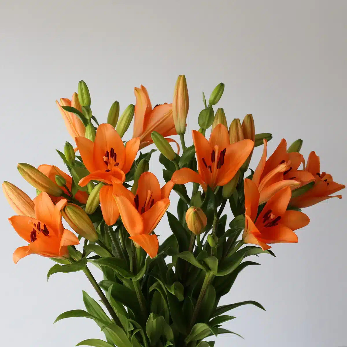 Lilies Orange｜10 Stalks [Holland]