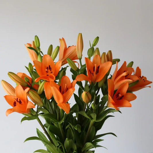 Lilies Orange｜10 Stalks [Holland]