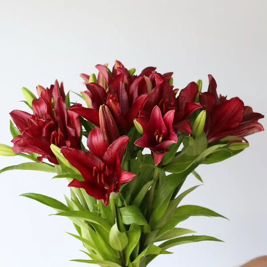 Lilies Ducati Red｜10 Stalks [Holland]