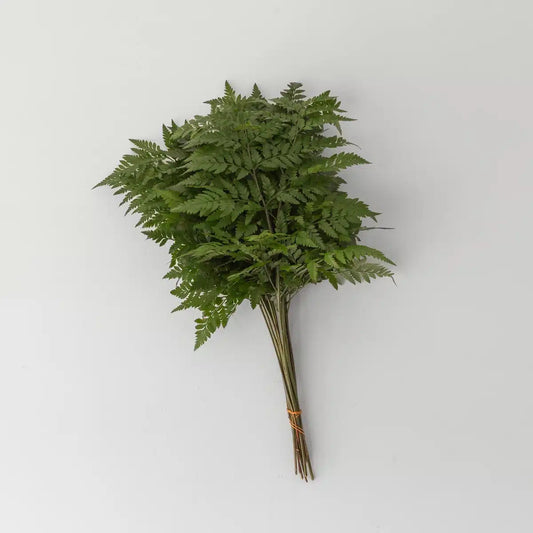 Fern leaf｜高山羊齿 [Malaysia]