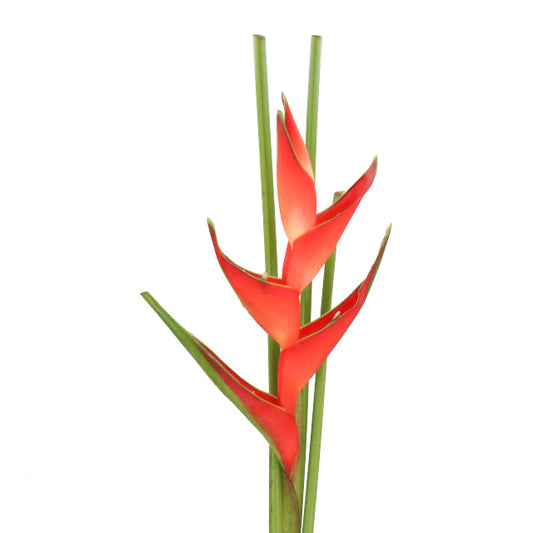 Heliconia Tropical 富贵鸟｜1 Stalk [Malaysia]