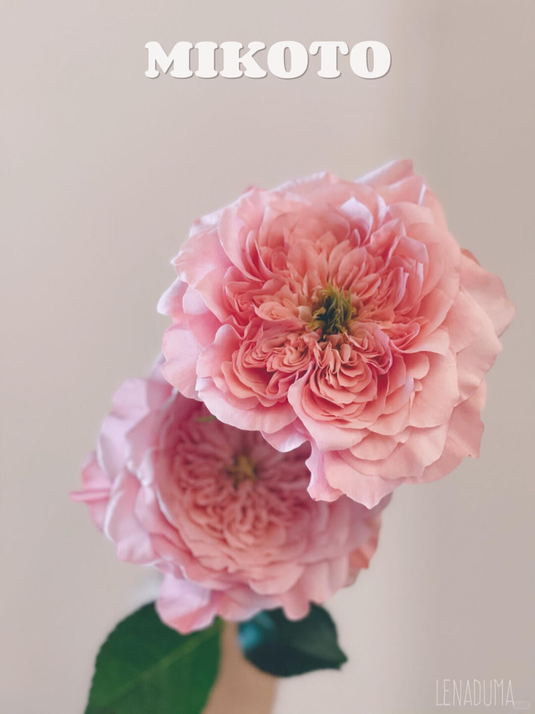 Mikoto 美琴｜Rose｜10 Stalks [Kenya]
