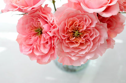 Mikoto 美琴｜Rose｜10 Stalks [Kenya]