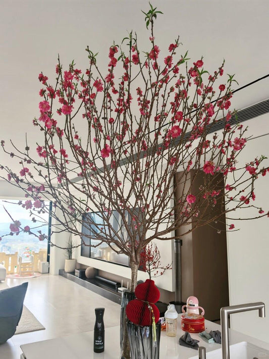 Peach Blossom｜150cm｜1 Stalk [CN]