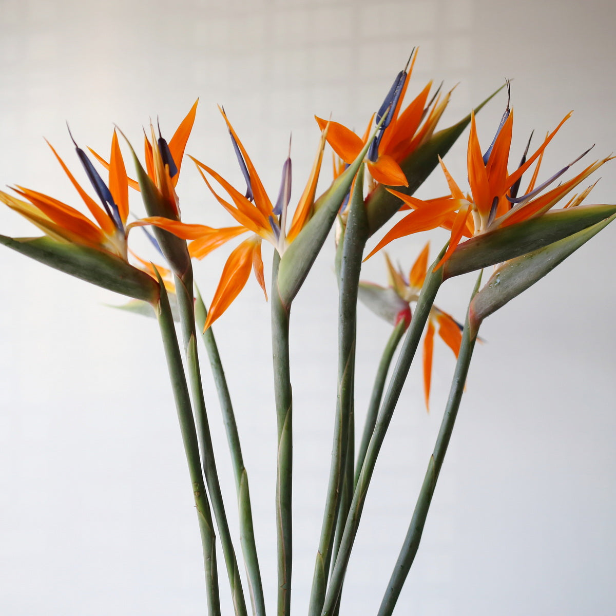 Bird of Paradise Premium 天堂鸟 ｜5 Stalks [Malaysia]