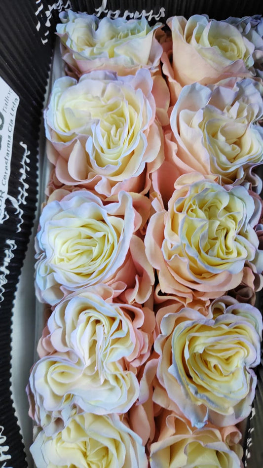 Ecuador Rose（Dyed）｜Aurora Boreal｜10 Stalks (Pre-order)