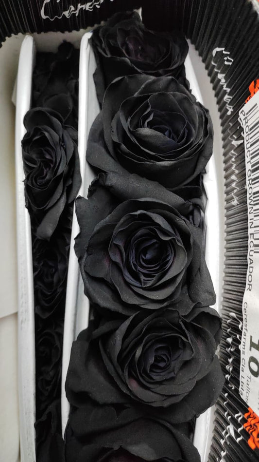 Ecuador Rose（Dyed）｜Black Absorb ｜10 Stalks (Pre-order)