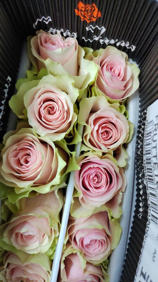 Ecuador Rose｜ Frutteto｜10 Stalks (Pre-order)