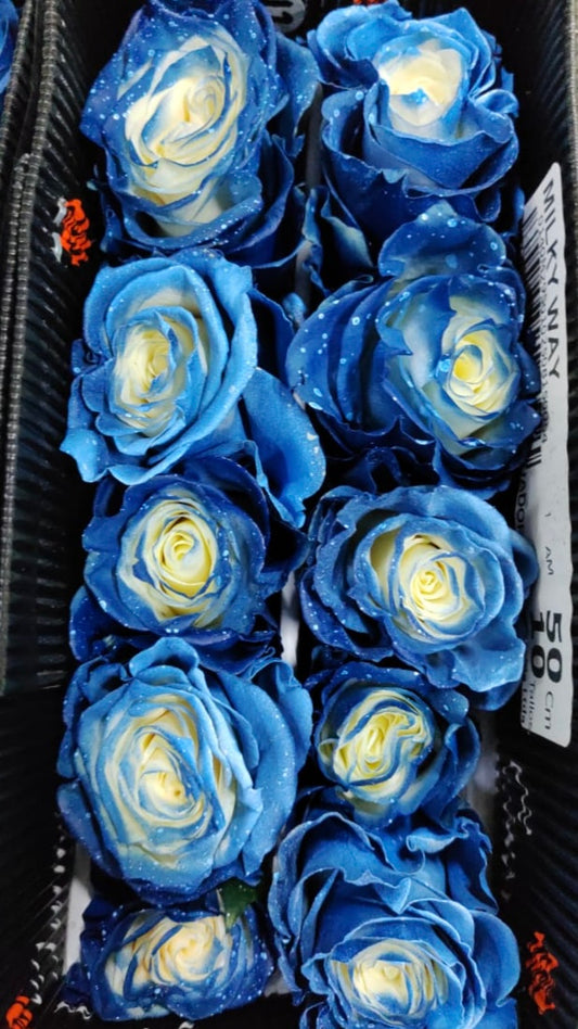 Ecuador Rose（Dyed）｜Milky Way｜10 Stalks (Pre-order)