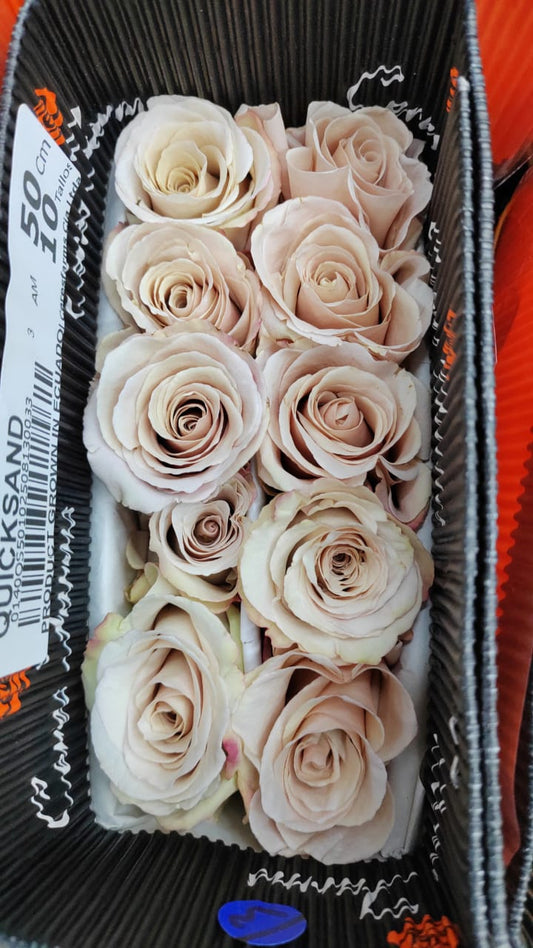 Ecuador Rose｜Quick Sands｜10 Stalks (Pre-order)